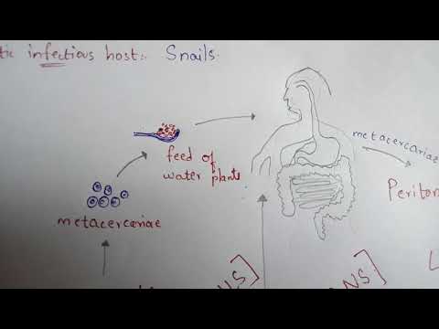 fascioliasis mi ez