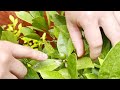 Citrus Fruits And Flowers Dropping!!  | Easy Tips To Fix It In No Time!!!