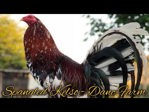 Beautiful Spangled Kelso, DANC Farm