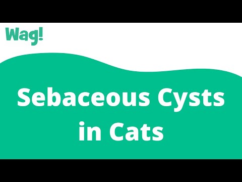 Sebaceous Cysts in Cats | Wag!