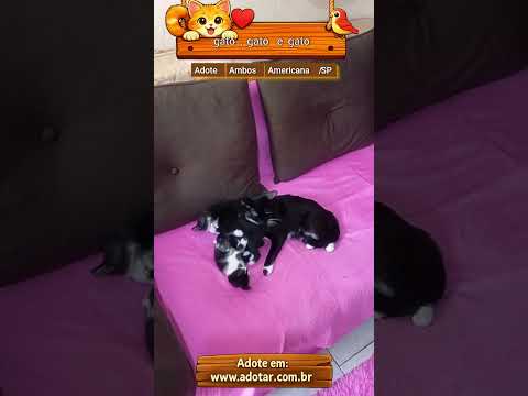 Vídeo de gato, gato e gato 