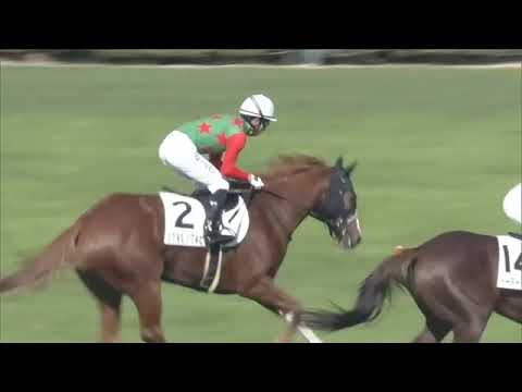 2020.11.15 2yo Newcomer (JPN) - Shigeru Pink Ruby