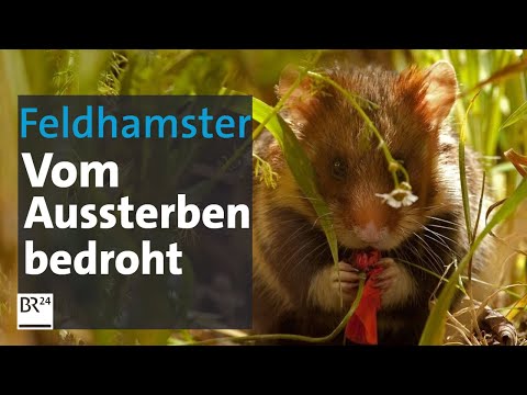 Vom Aussterben bedrohter Nager | Abendschau | BR24
