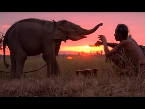 SZOKUJĄCA ZIEMIA - WIETNAM, RYCERZE KOŚCI SŁONIOWEJ