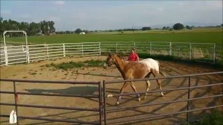 2014 ApHC FILLY LUKEN FOR REWARDS