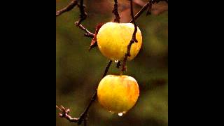 Download lagu Setia Band - Melamun mp3