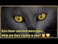 Spirit Animal Cat Totem Supernatural Animal Messages 2019 :)