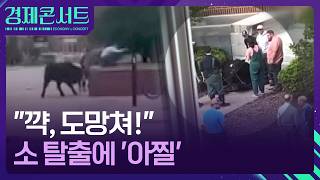 “꺅, 도망쳐!”…소 탈출에 ‘아찔’ [경제콘서트] / KBS  2026.05.06.