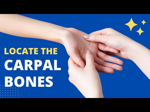 How to Locate the Wrist Carpal Bones