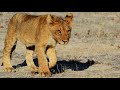 Femi Kuti feat Francois K - Sorry Sorry (Old School Afro Dub Mix) - Tryptology Femi Kuti feat Francois K - Sorry Sorry (Old School Afro Dub Mix)