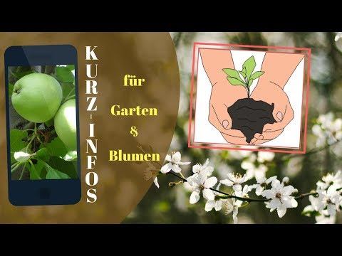 Garten- und Blumentipp /19/ Gartenkontrolle im Winter? / Wann blüht die Kamelie?