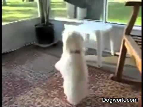 These Dancing Dogs Will Make Your Day