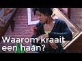 Waarom kraait een haan? | Vragen van kinderen | Het Klokhuis