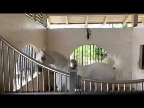 NOWARA S GLAM. KAIS AL BAYDAA & MANAL BY BAHA AA