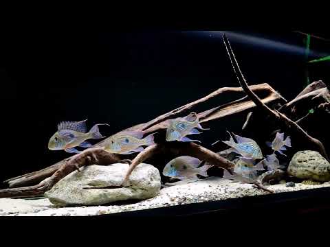 Geophagus Sveni 2024