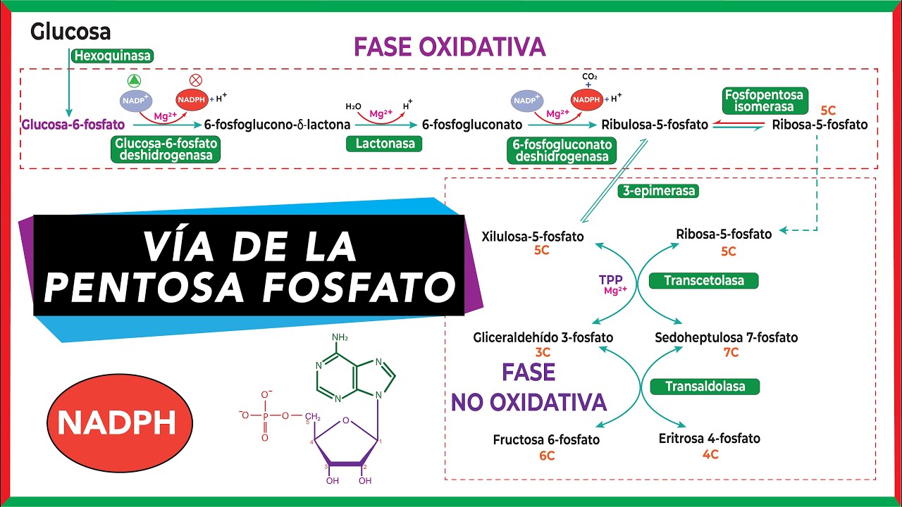 Vía de la pentosa fosfato | Bioquímica