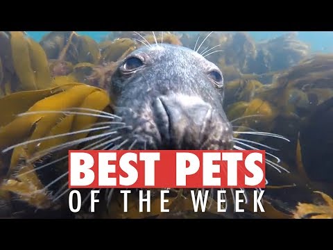 Best Pets of the Week | July 2018 Week 3