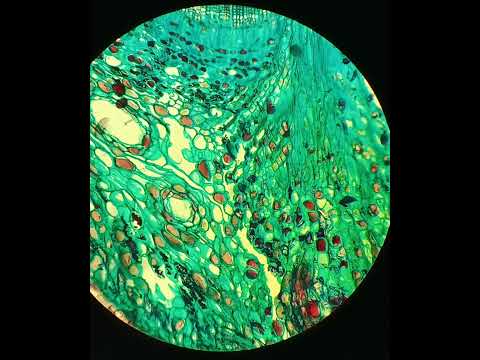 Радуга DIC PZO , Rainbow