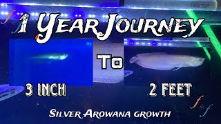 Download lagu Silver Arowana growth | One year growth of my silver arowana #giant #monster #arowana #fishandfish mp3