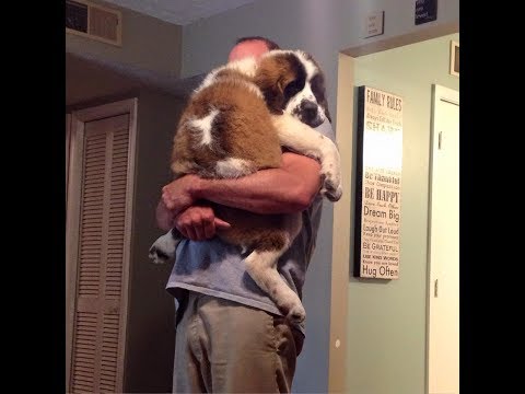 Soo Cute! Cats and dogs wants to be held like baby