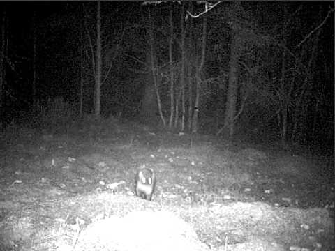 Pine marten recorded in 720 nm infrared light
