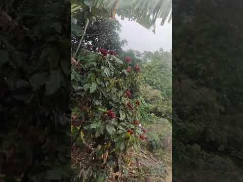 Chuva em Ibiapina Ceará hoje 26/01/2026