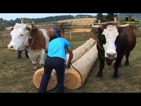 ŠTRAPARIJADA SA VOLOVIMA !!!