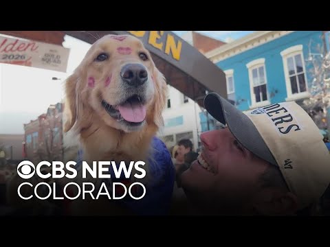 Largest gathering of golden retrievers in the world returns to Colorado - YouTube