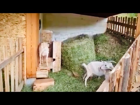 Montana Homestead 14- Moving Milk Goats To Temporary Pen Under New Log Home