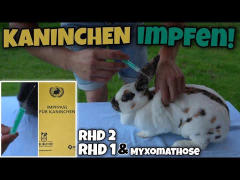 , title : 'Kaninchen SELBER IMPFEN! 💉 RHD1 & RHD2 + Myxomathose 🐇 |  Schustrich S 2.0 ⭐'