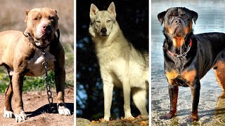 7 Most Banned and Dangerous Dogs Around In the World