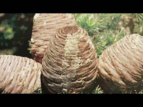 Ich habe eine Zeder im Chouf