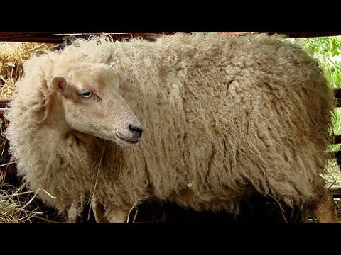 SCP-5160 | Grandma Sheep believes in you | Object Class: Keter | Animal/Sapient/Teleportation scp