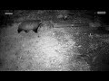 Skitty The Fox Frightened The Badger In My Garden
