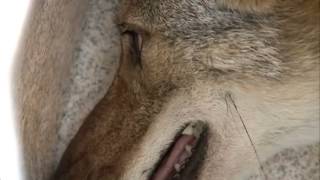 preview picture of video 'Trapper John captures a coyote in Harahan, July 2nd, 2012'