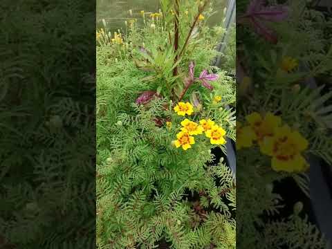 Gewürztagetes, kleine heilige Sonnen 😲