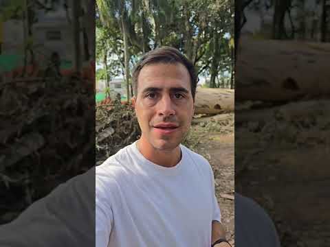 Cortaron árboles de más de 100 años en la plaza principal de Lules en Tucumán