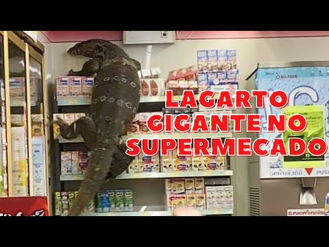 Lagarto gigante invade supermercado.