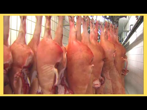 Incredible modern pork processing factory technology & other amazing farming poultry production ll