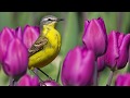 Peaceful music, Relaxing music, Instrumental Music" Spring Tulips" by Tim Janis