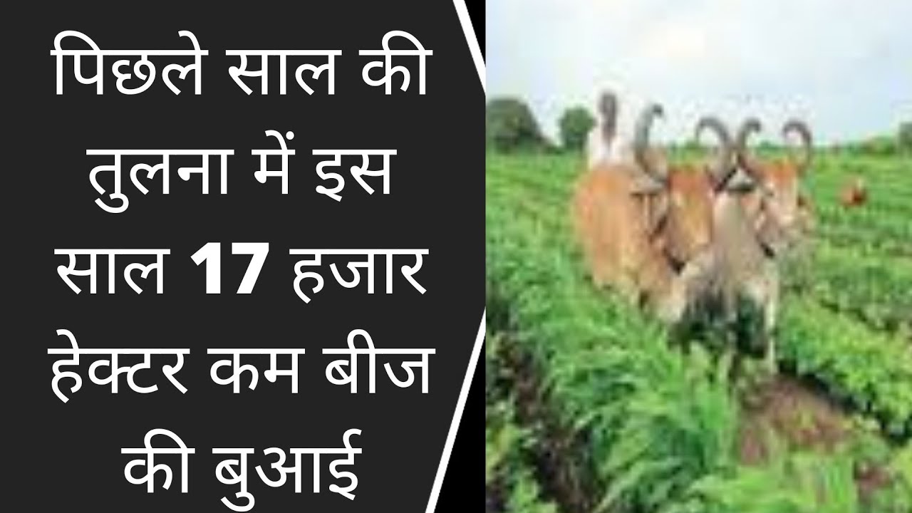 पिछले साल की तुलना में इस साल 17 हजार हेक्टर कम बीज की बुआई BRG NEWS