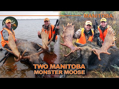 Northern Manitoba GIANT Rutting Moose | Canada in the Rough