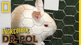 Bonkers For Bunnies - Season 2, Episode 1 | Barnyard Babies with Dr. Pol by Nat Geo WILD