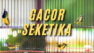 Download lagu Suara Sogon Paling Ampuh Pancingan Sogon Bahan dan Buat Pikat Sogon Liar #sogon #pancingansogon mp3