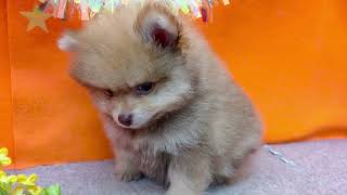 ポメラニアンの動画01