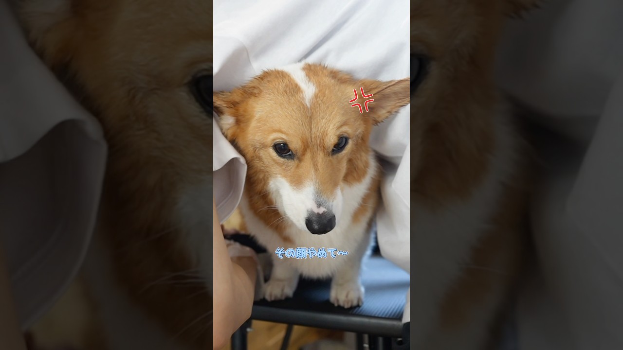 うちのコーギー、静かにキレてます💢