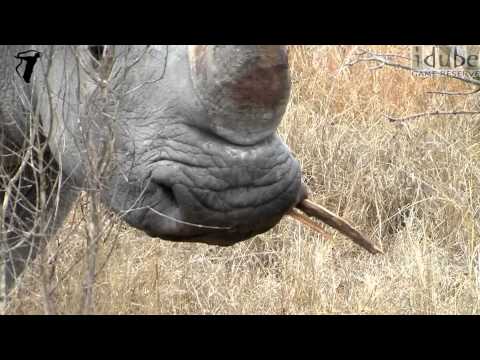 Unusual Sighting of White Rhino Eating Wood
