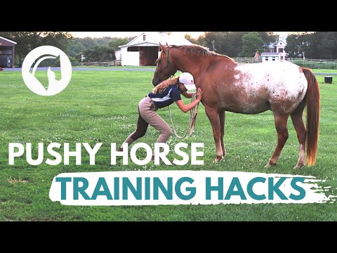 Equine Helper &mdash; Groundwork for a Pushy Horse: Using Backing to Restore Respect