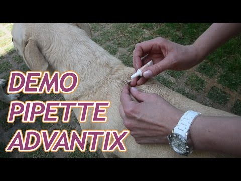 comment appliquer advantix