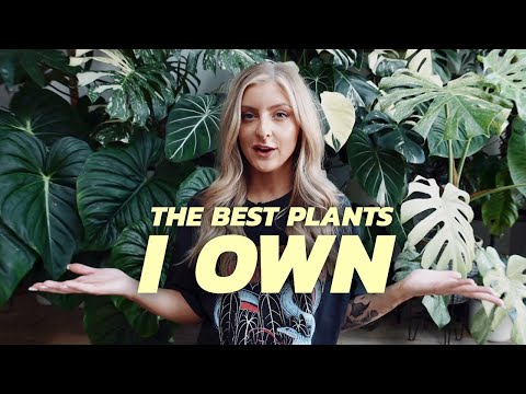 The best plants I own! (In my opinion)